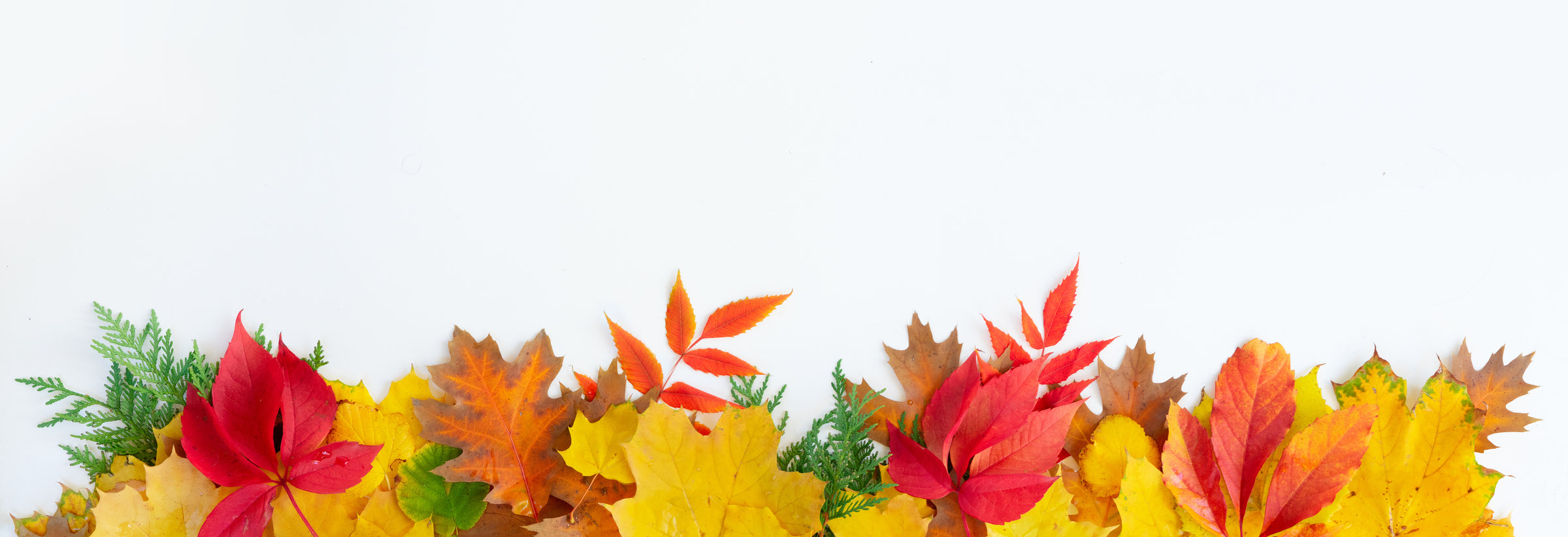 Fall Favorite